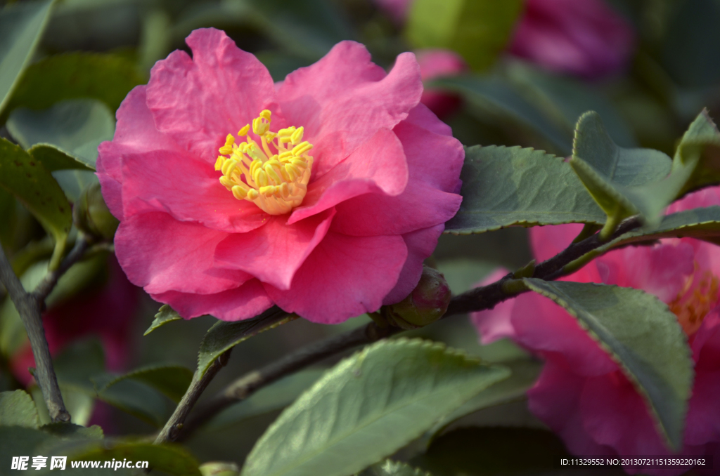 茶花