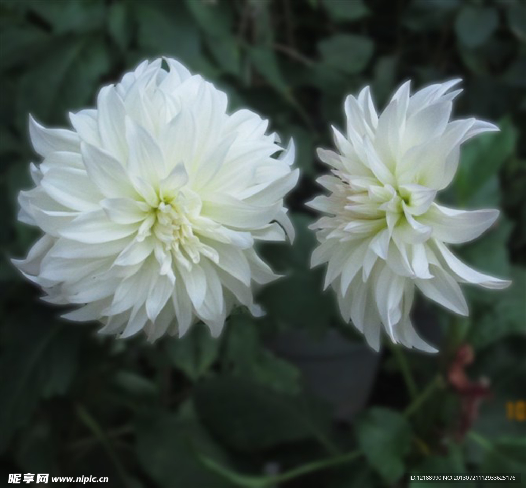 大丽菊
