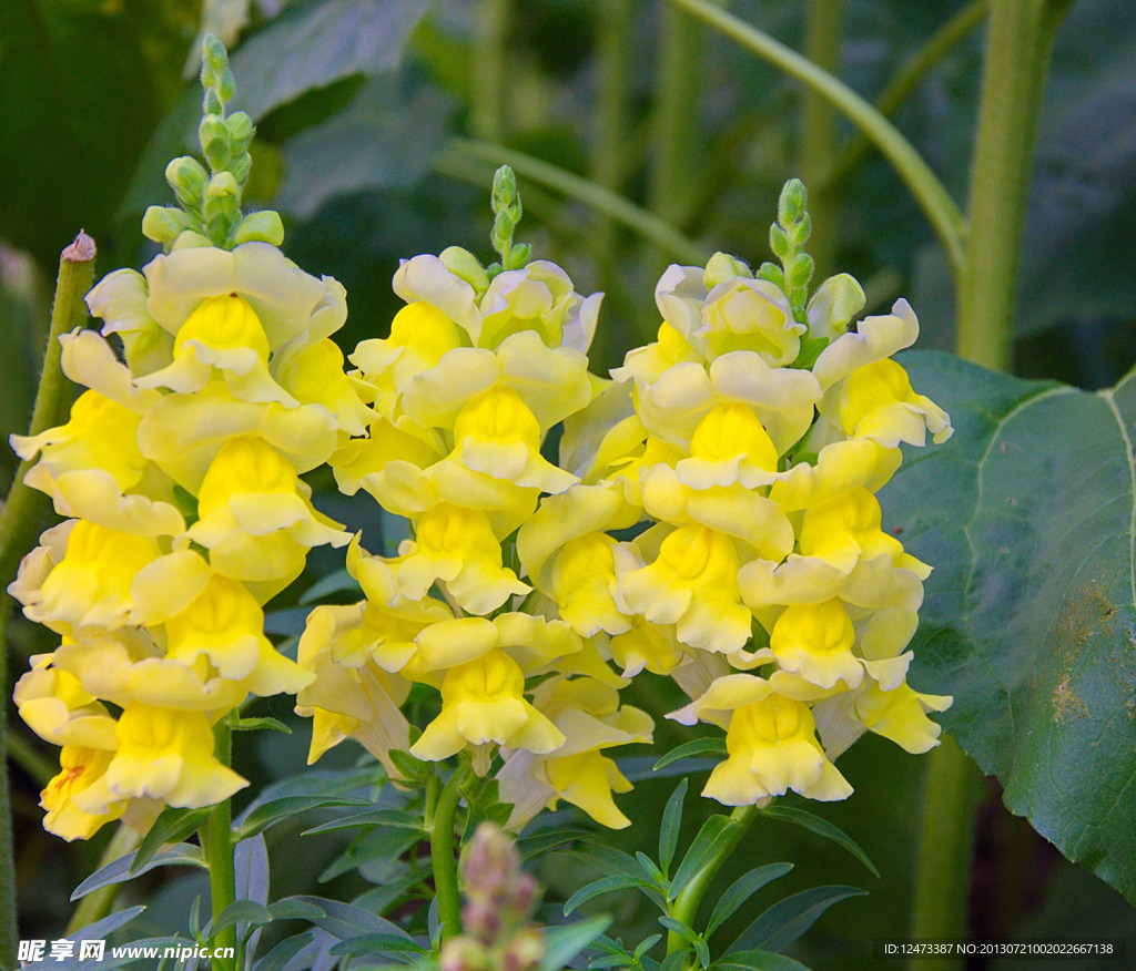 金鱼草花