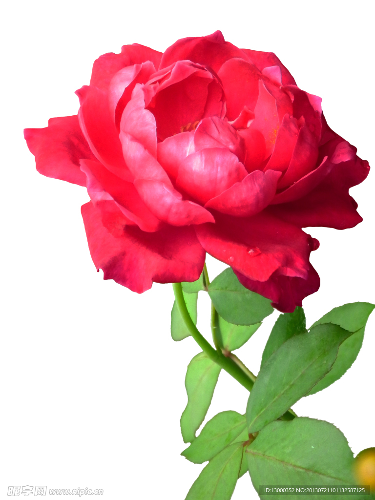 月季花