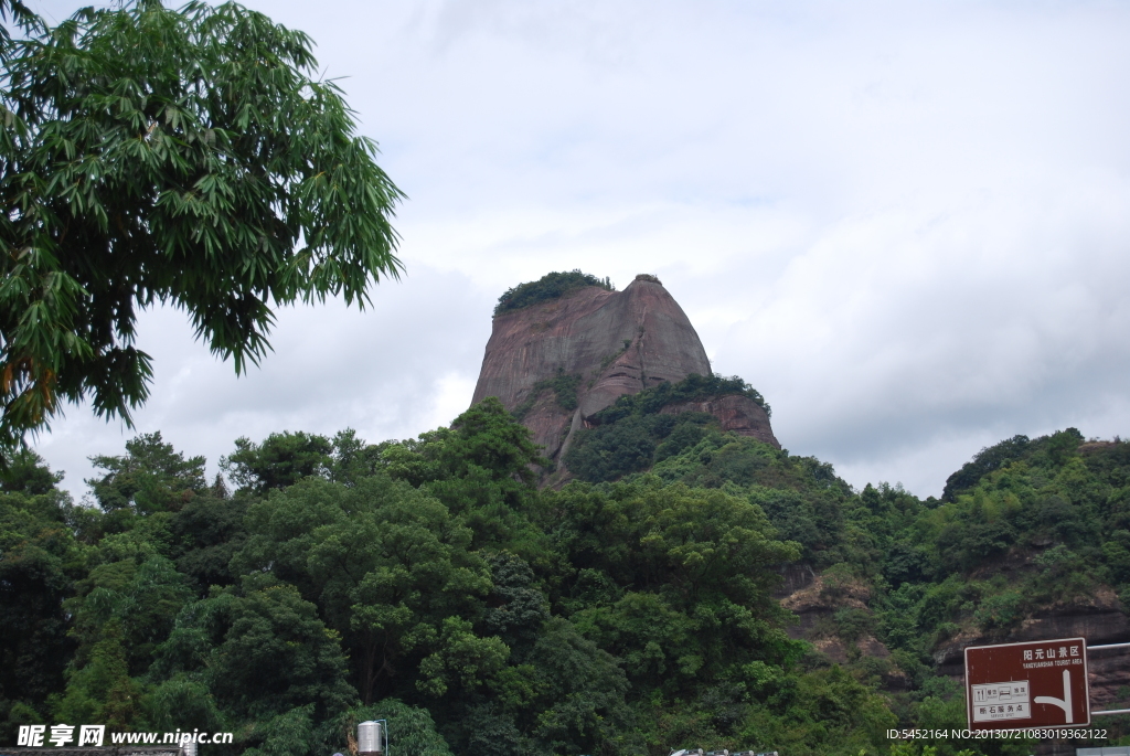 高山 植物