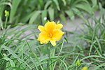 小黄花