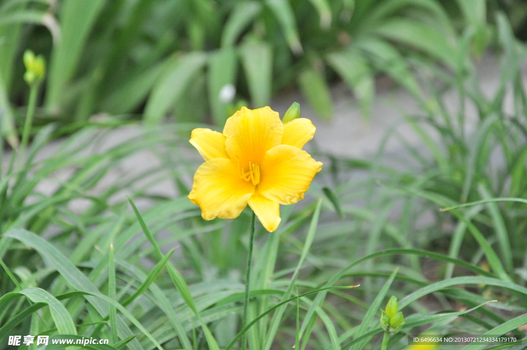 小黄花