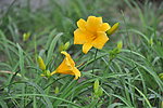 小黄花