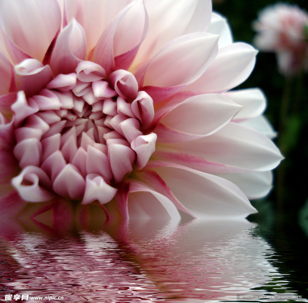 大丽花 水纹