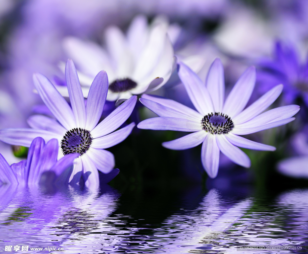 水中花