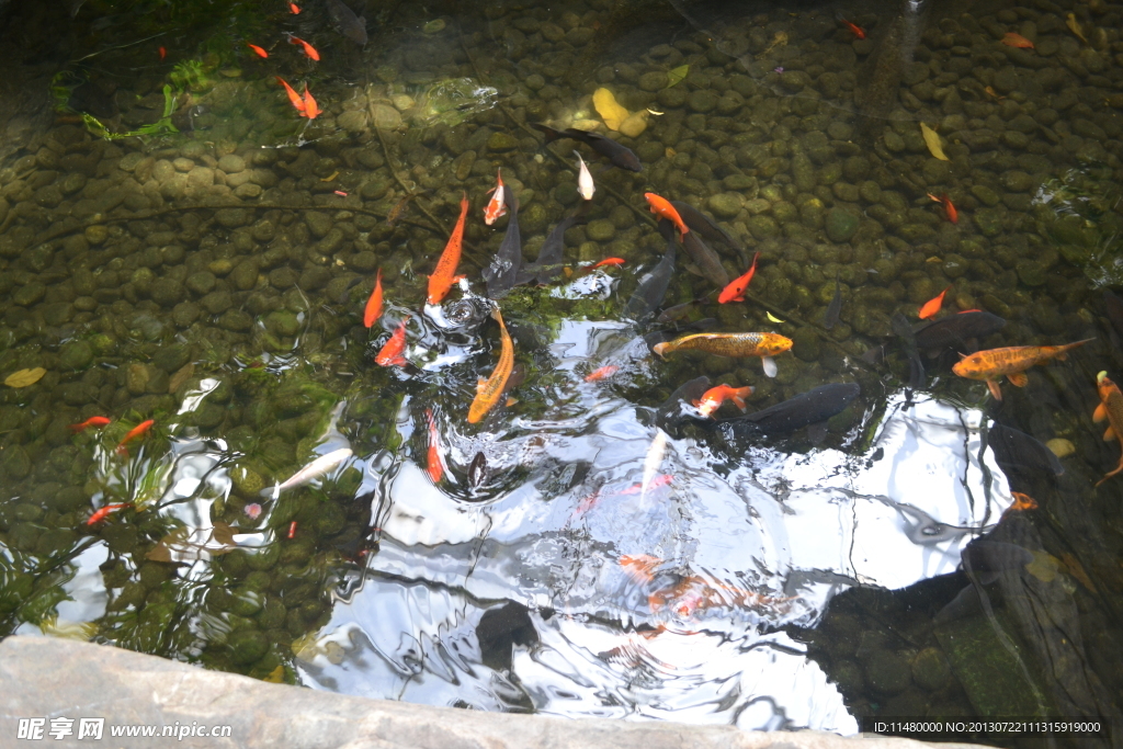 锦鲤