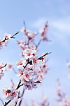 杏花