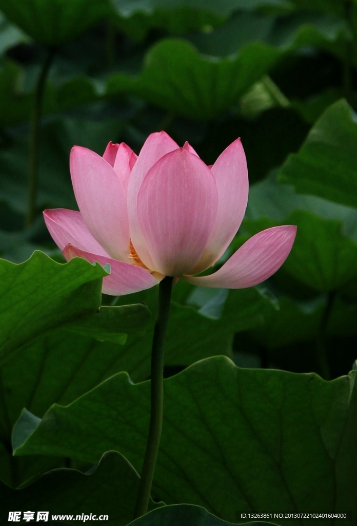 荷花