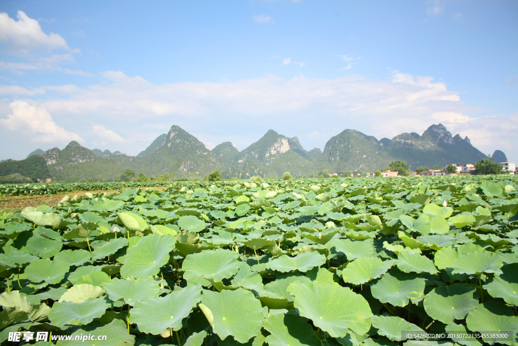 荷花风景（非高清）