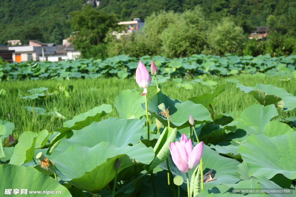 荷花风景（非高清）