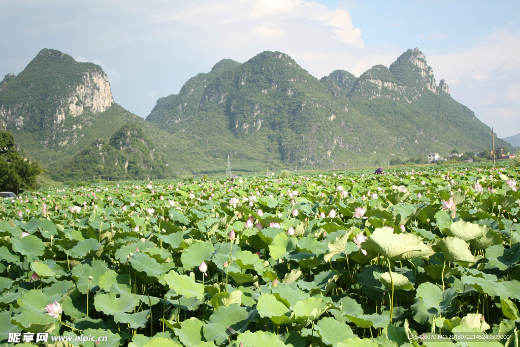 荷花风景（非高清）