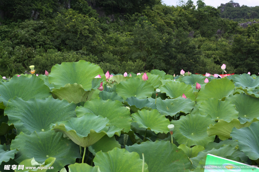 荷花风景（非高清）