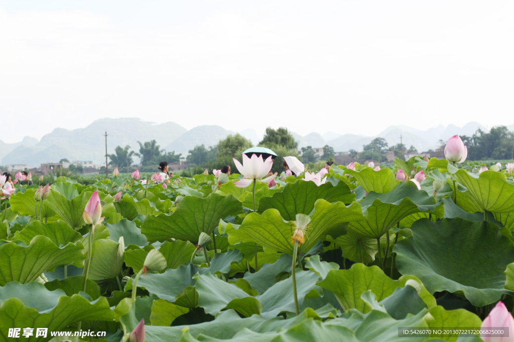 荷花风景（非高清）