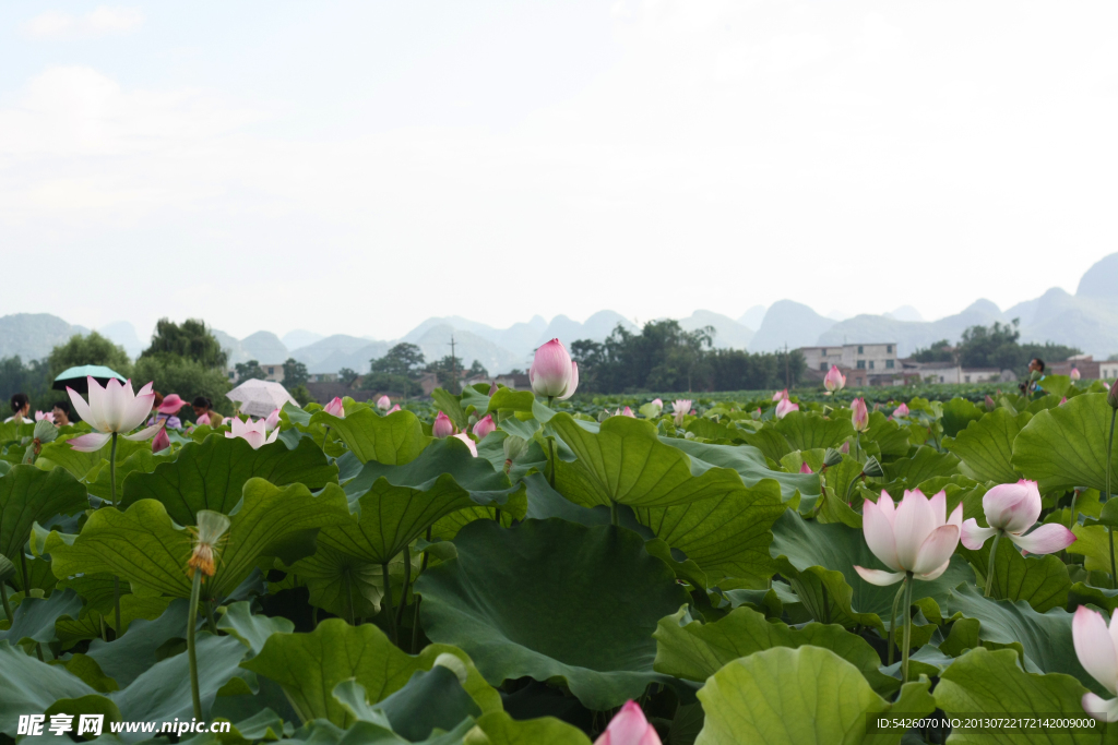 荷花风景（非高清）