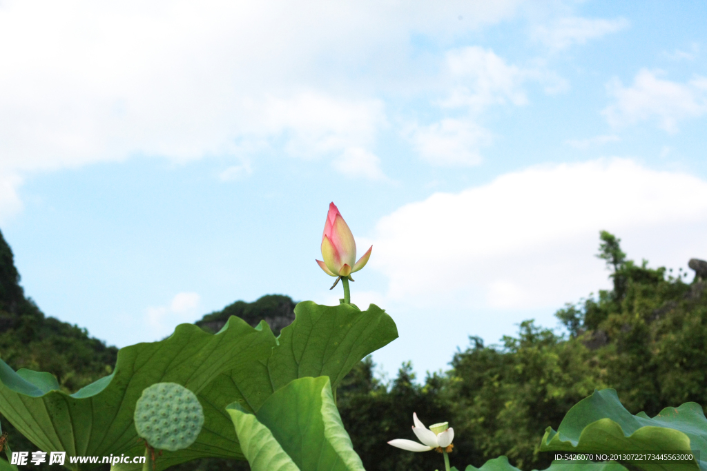 荷花风景（非高清）