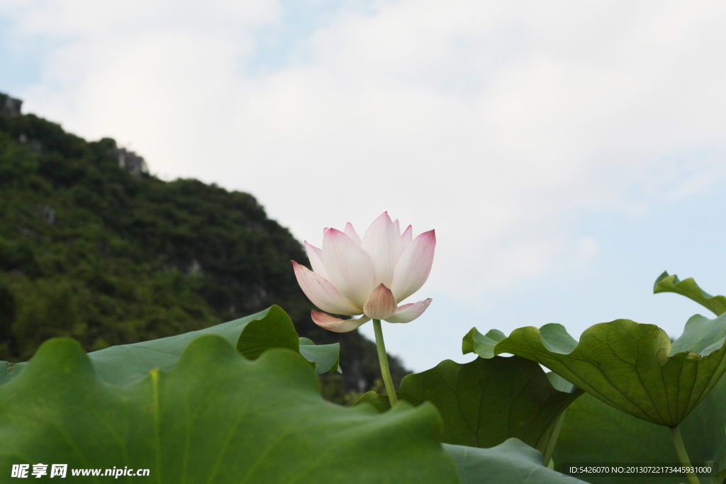 荷花风景（非高清）