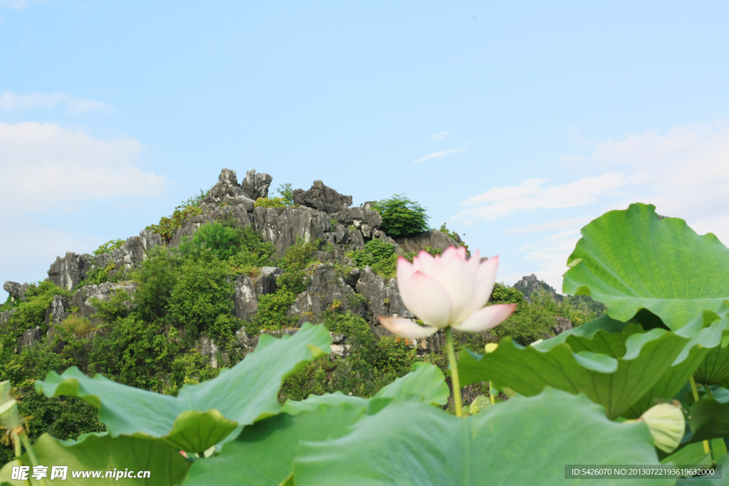 荷花风景（非高清）