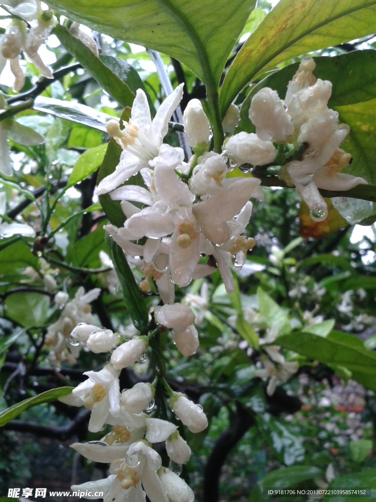 雨中盛开的柑橘花