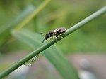 野蜂与水珠
