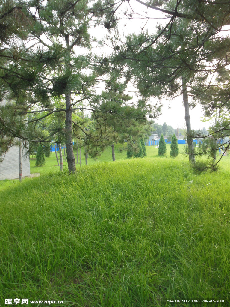 草地