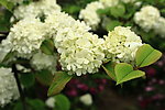 琼花