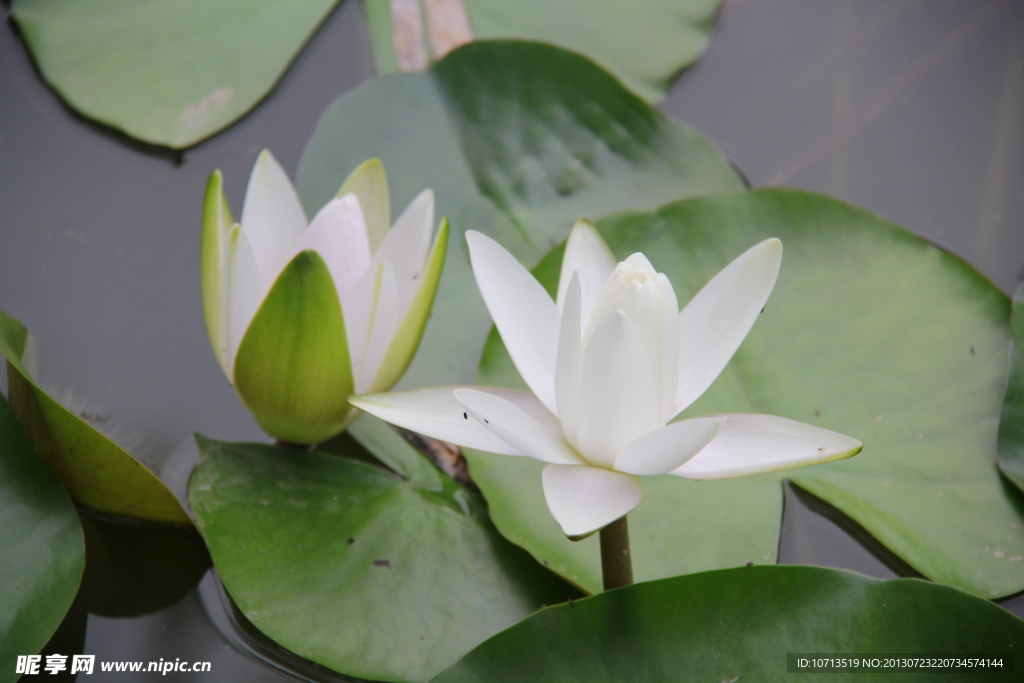 莲花