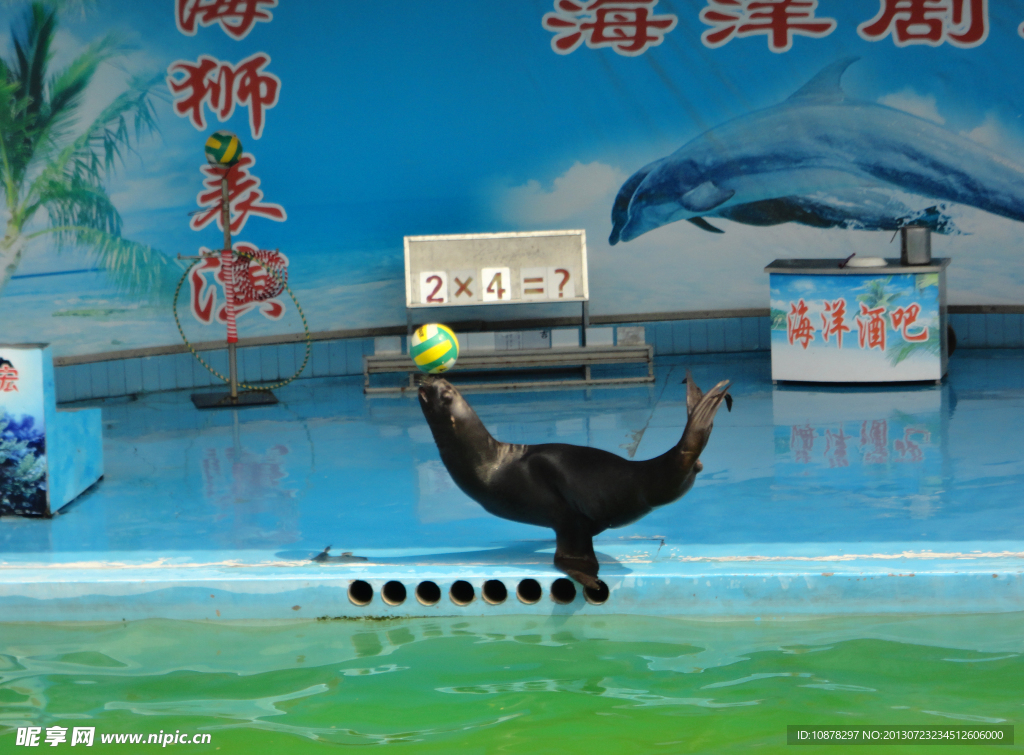海狮表演