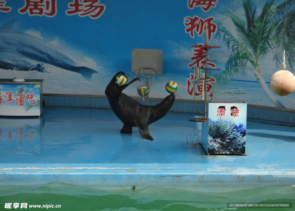 海狮表演
