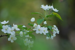 海棠花