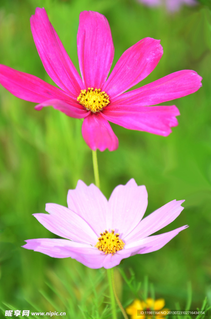秋英花