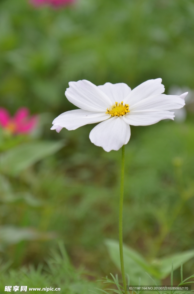 秋英花