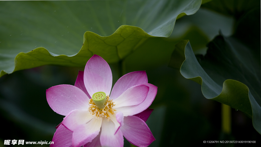 荷花
