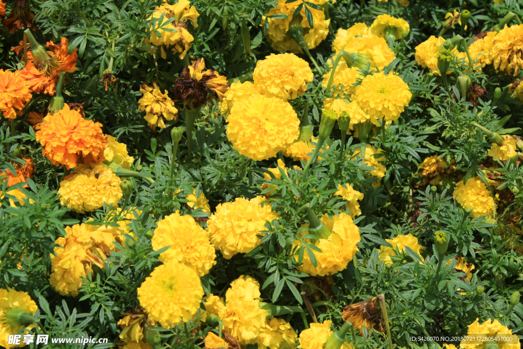 菊花