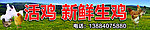 新鲜生鸡