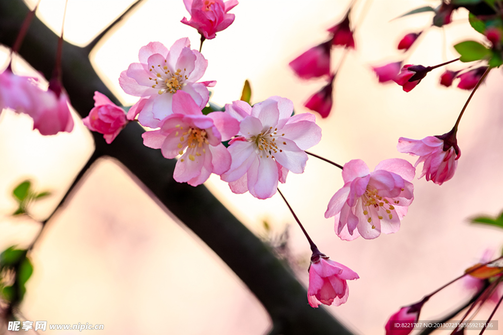 桃花