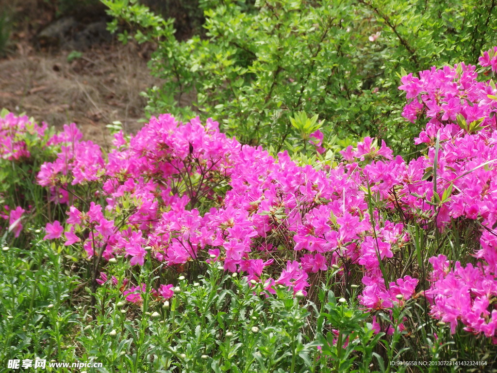 杜鹃花