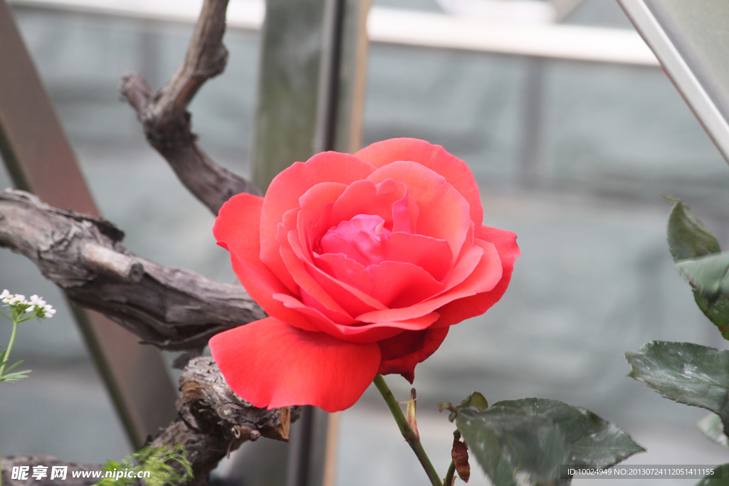 月季花