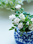 蔷薇花