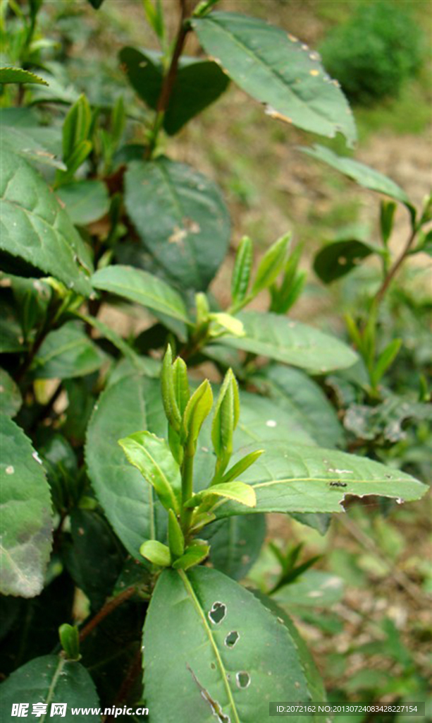 茶叶春茶山茶特写芽尖