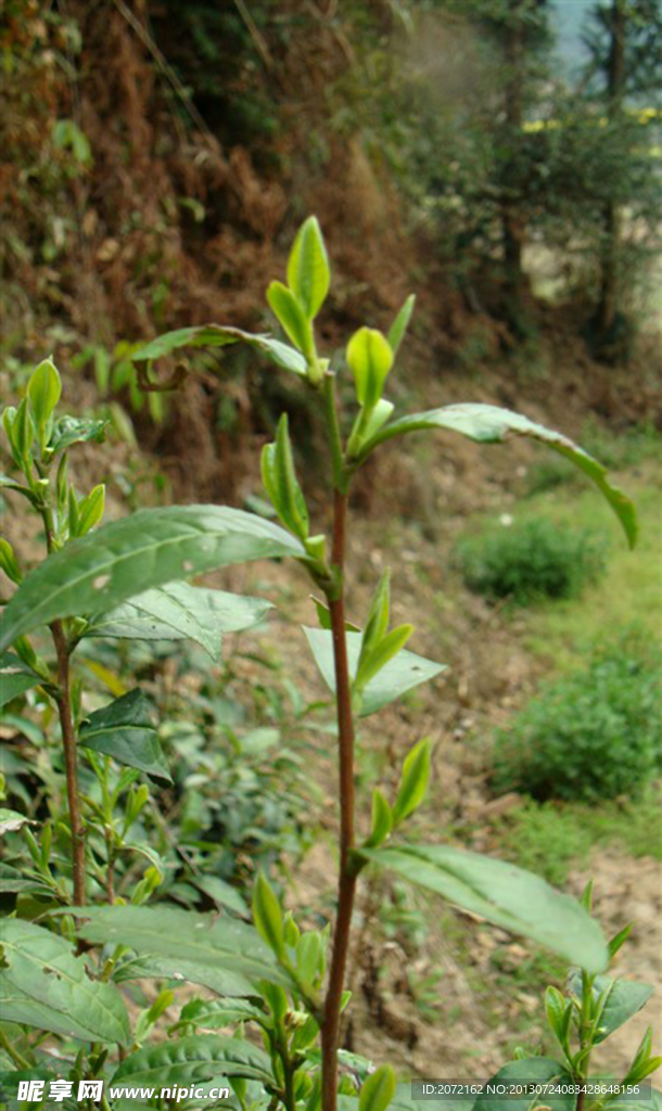 茶叶嫩茶春茶山茶绿茶