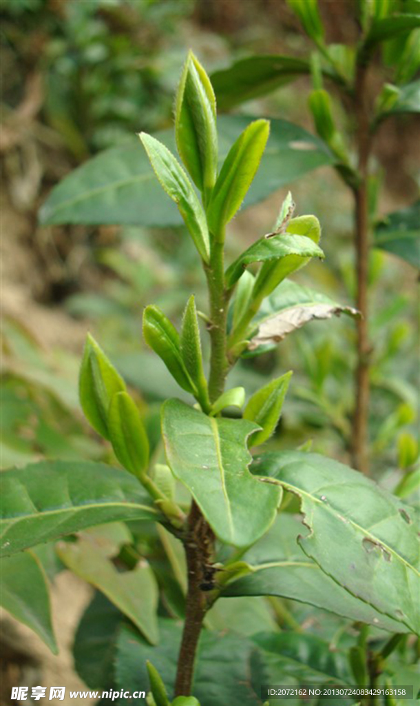 茶叶原始茶春芽茶冒芽