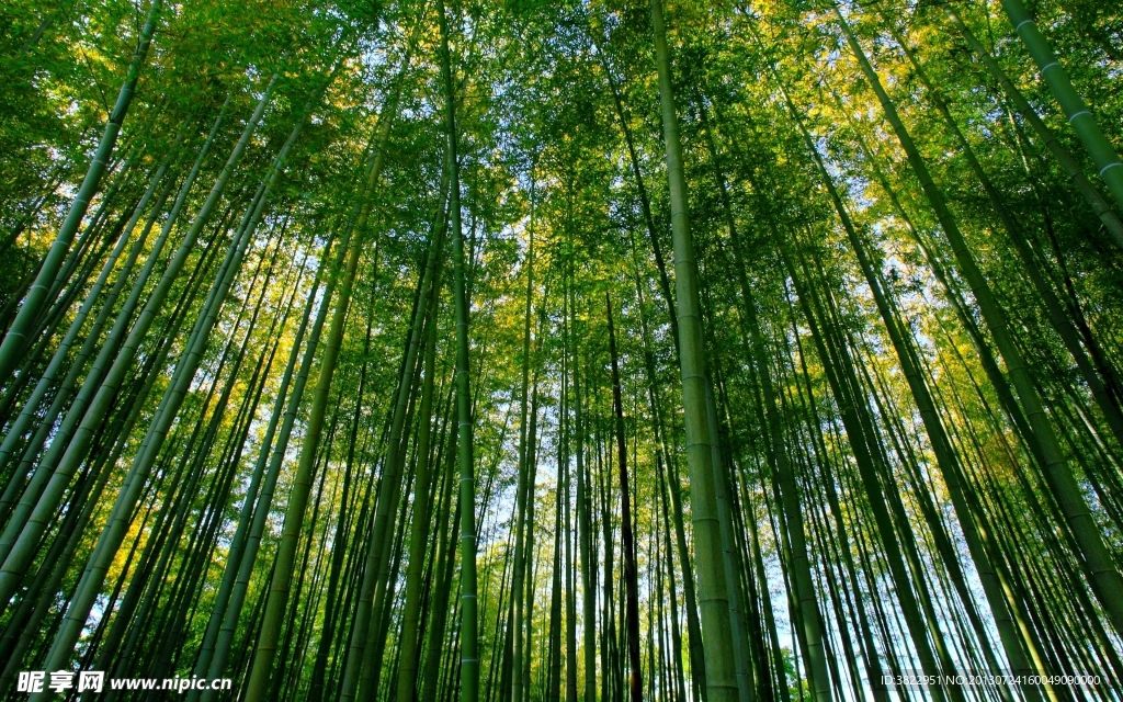 竹林