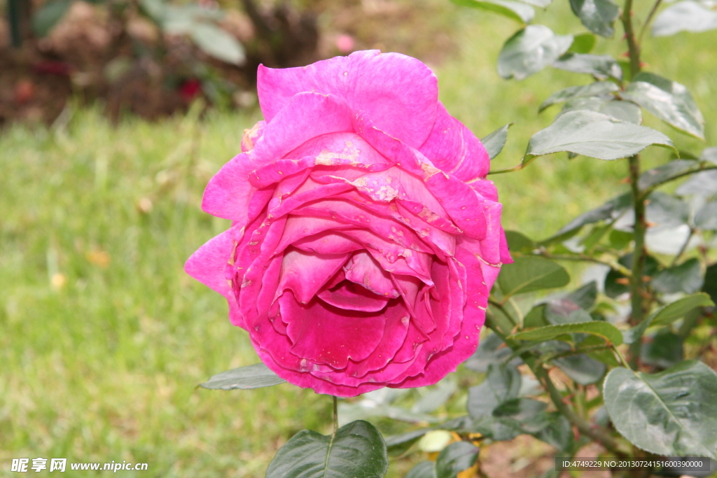 玫瑰花