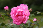 玫瑰花