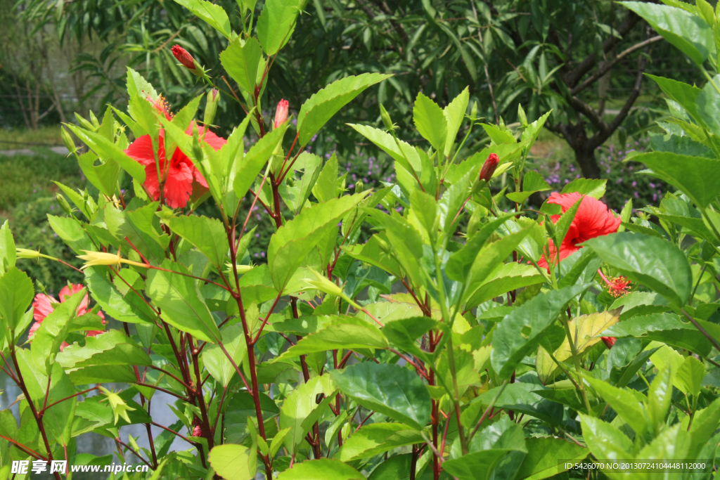 扶桑花