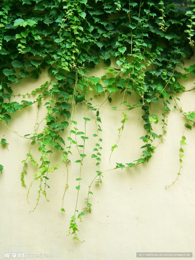 爬墙虎