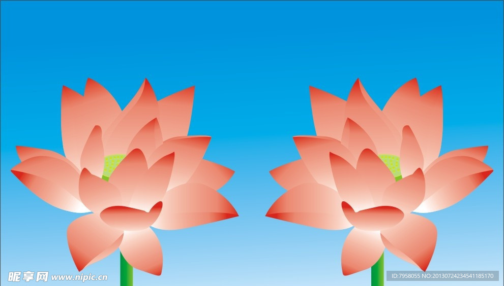荷花