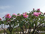 牡丹