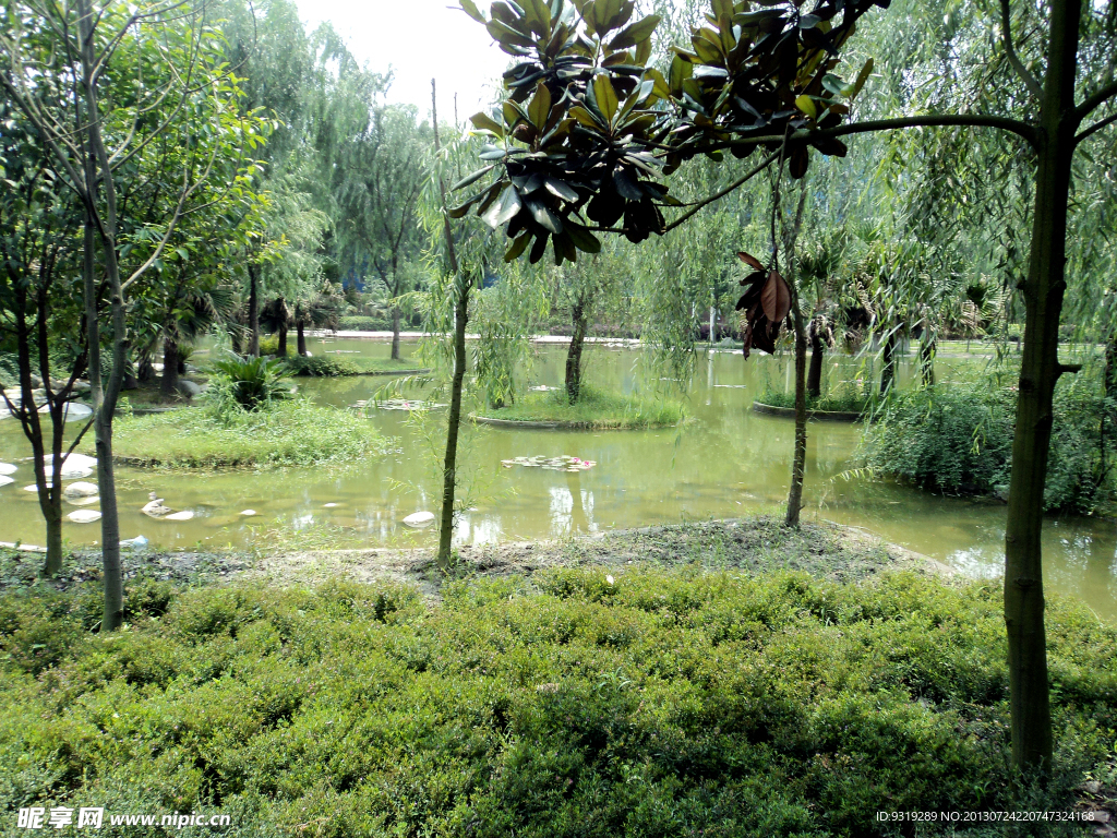 公园 配景素材 水草